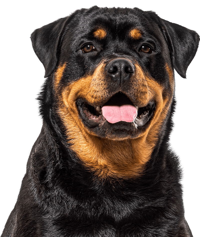 smiling rottweiler dog looking at the camera