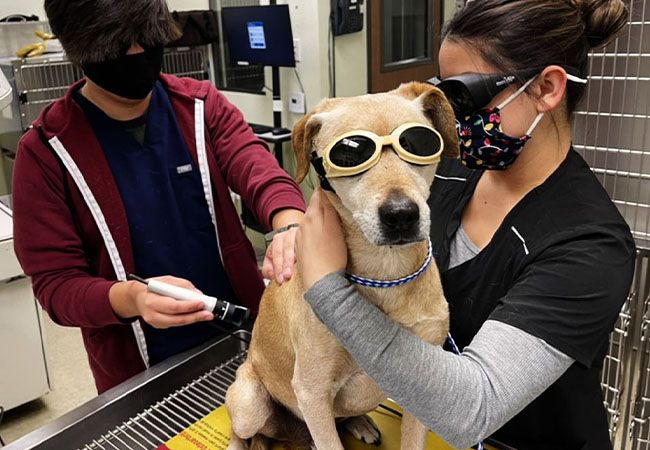 Dog receiving cold laser therapy at a veterinary hospital.