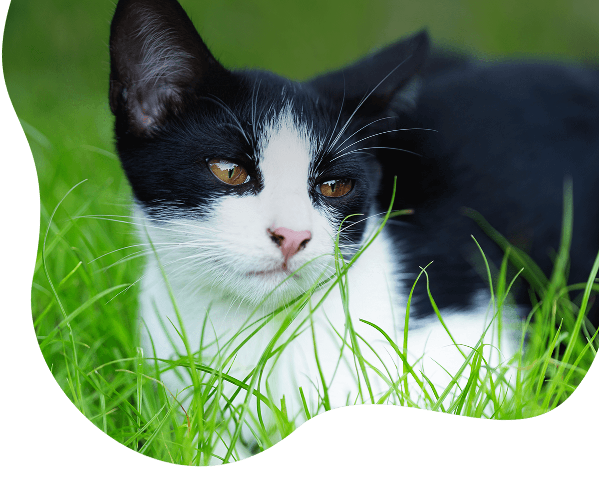 little cat sitting on grass