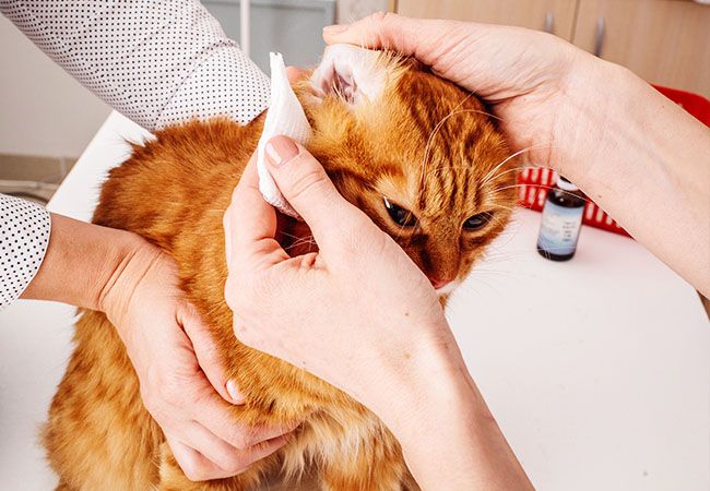 A veterinarian is applying ear drops to a cat's ear.