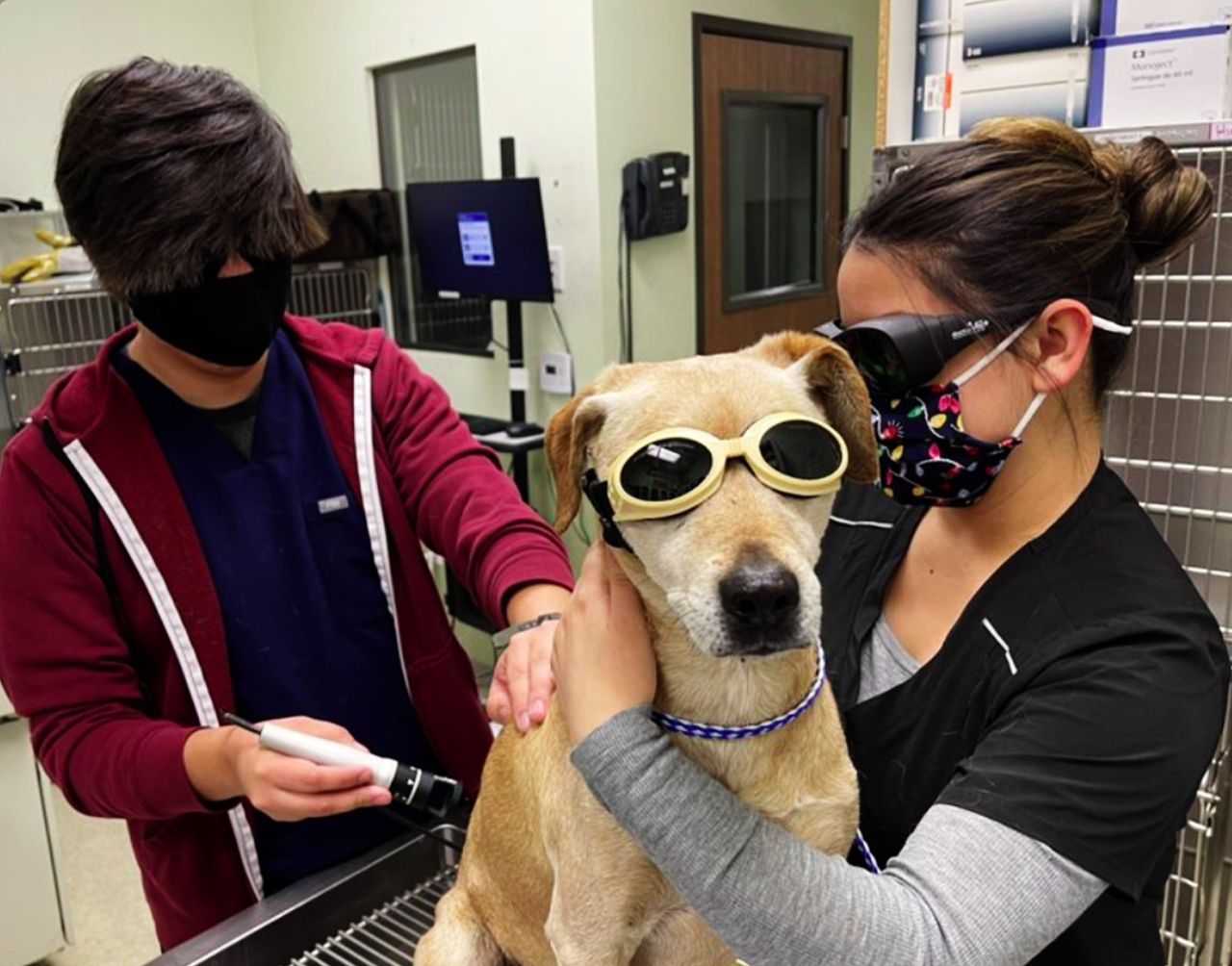 parkview pet hospital staff doing a laser therapy on dog