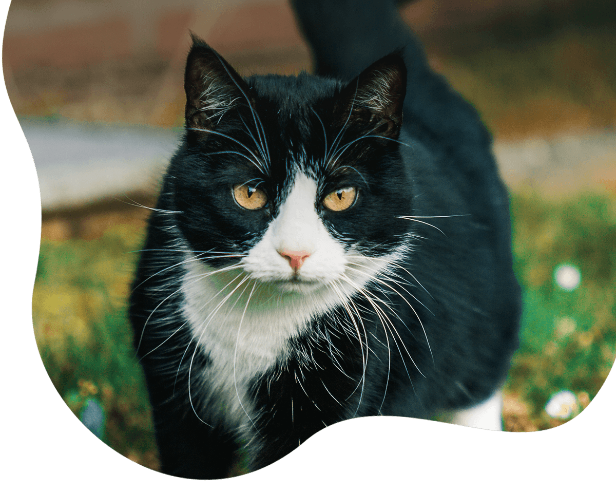 cute black cat at grass