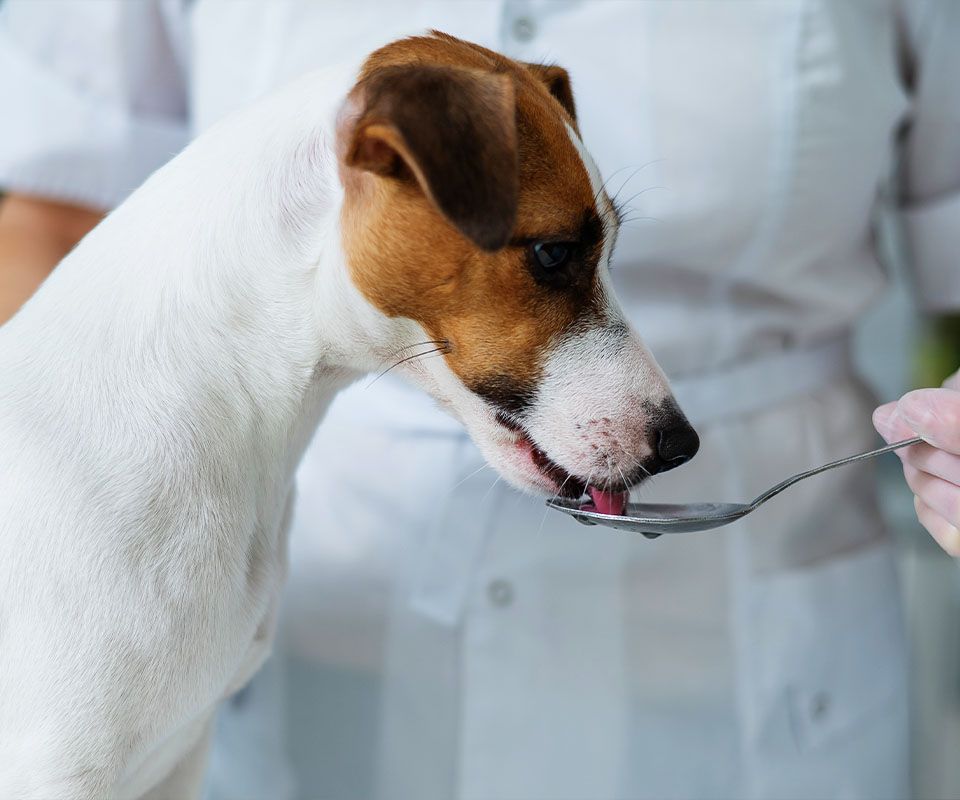lady giving try to dog