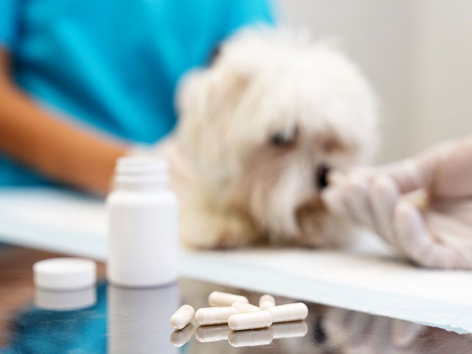 vet giving pill to dog