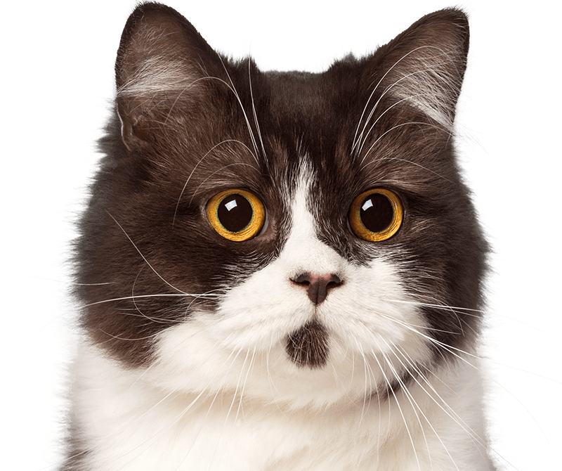 beautiful white and brown cat