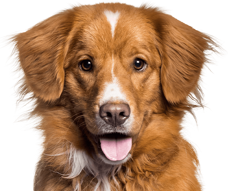 smiling orange dog looking at the camera