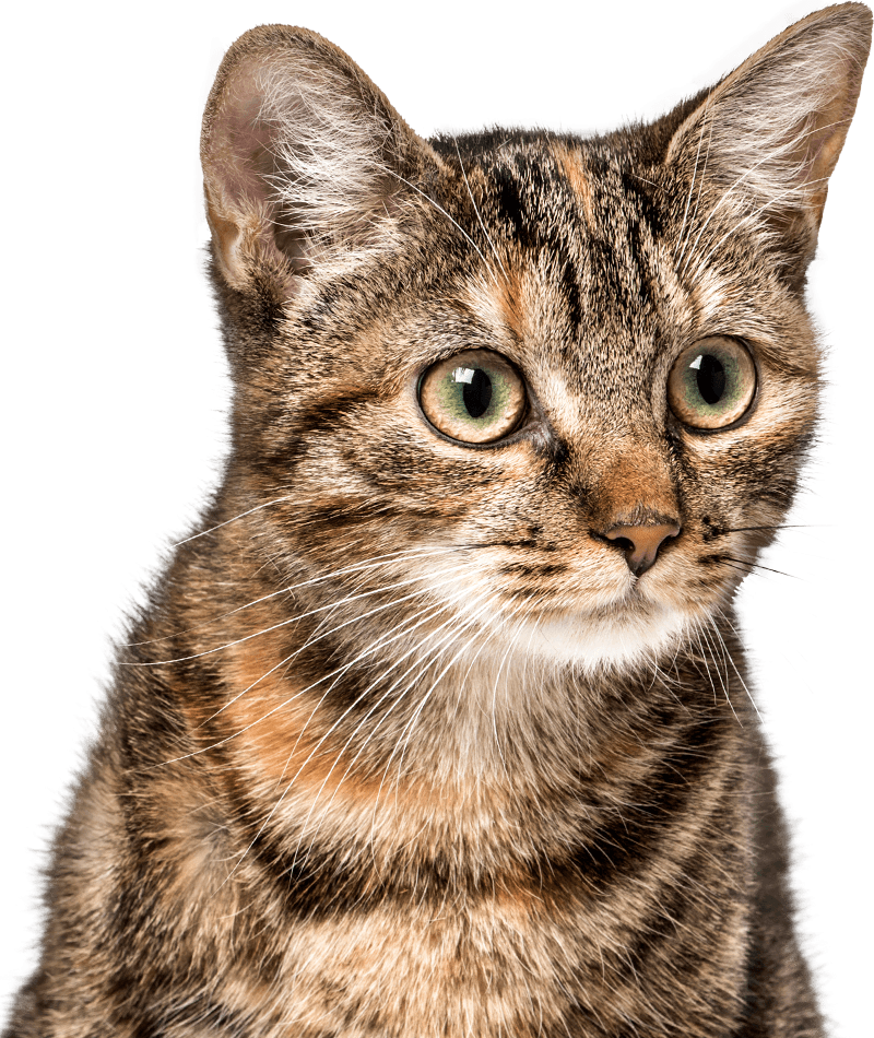 striped cat with green eyes