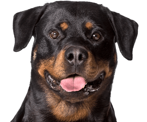 rottweiler dog looking at the camera