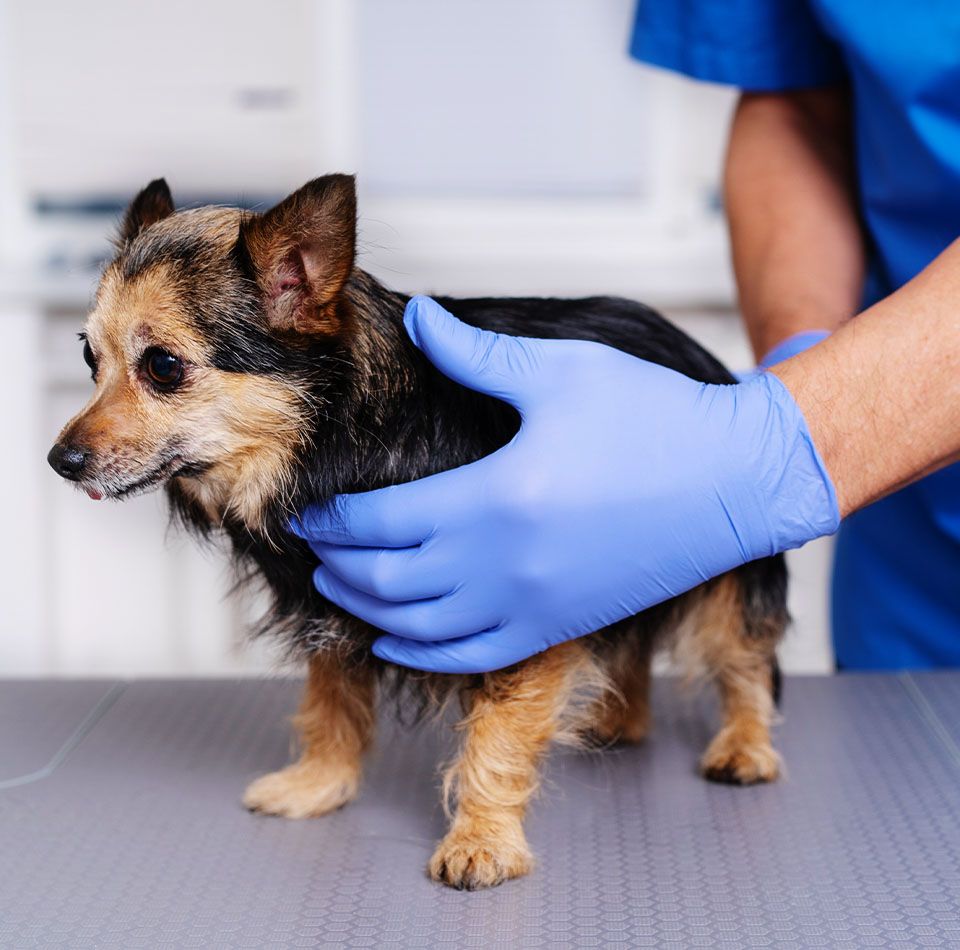 dog been attended by vet