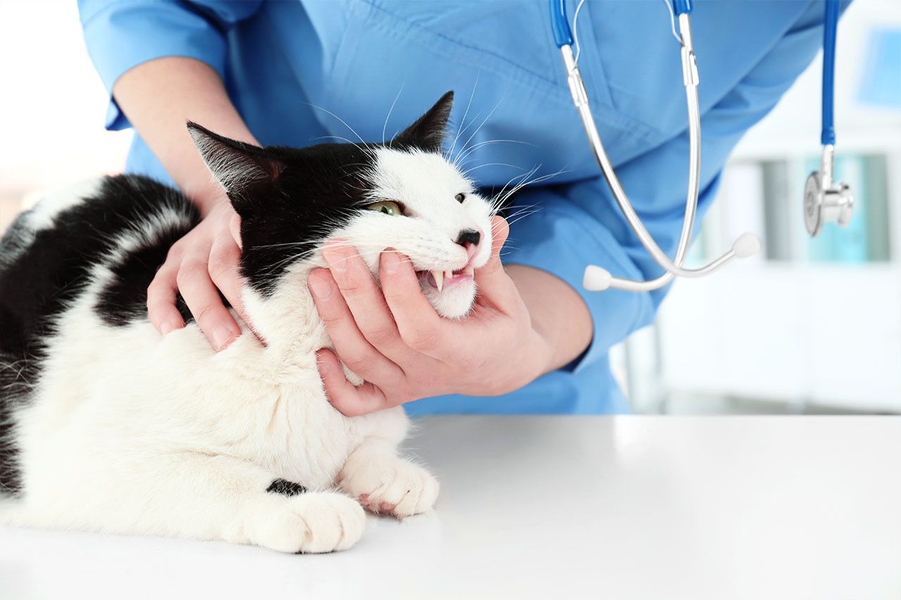 Why Pet Dental Care in Long Beach Matters More Than You Think