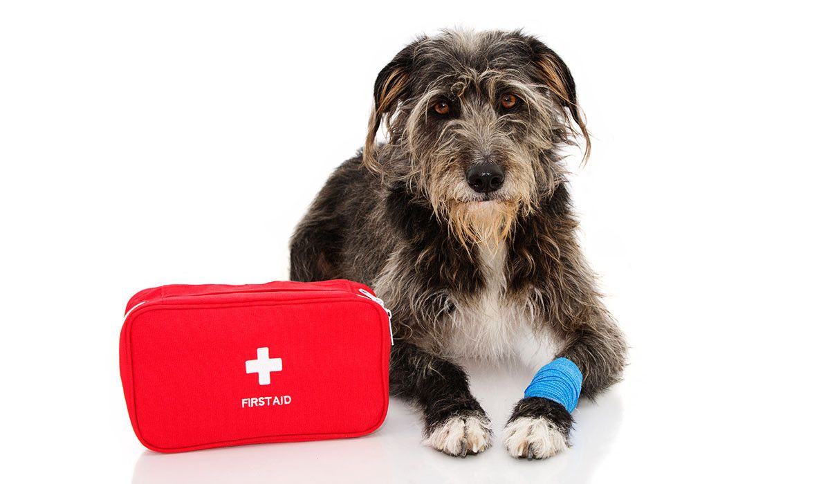 Be Prepared for Pet Emergencies: Essential First Aid Tips for Pet Owners