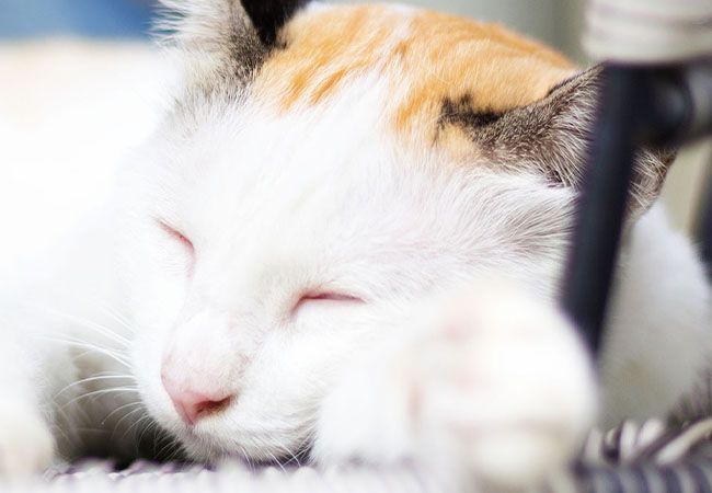 A calico cat is lying down on a soft surface.