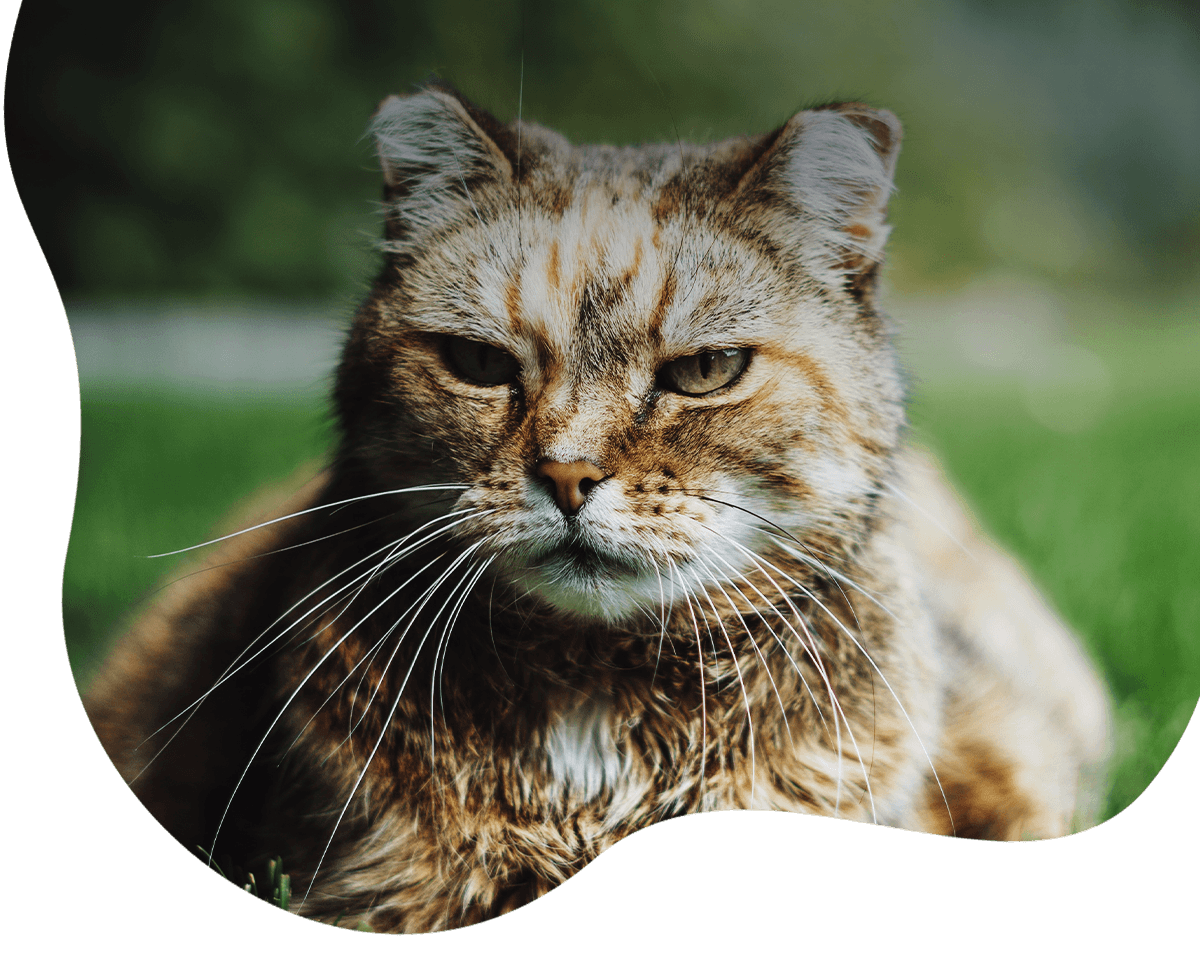 old cat on grass
