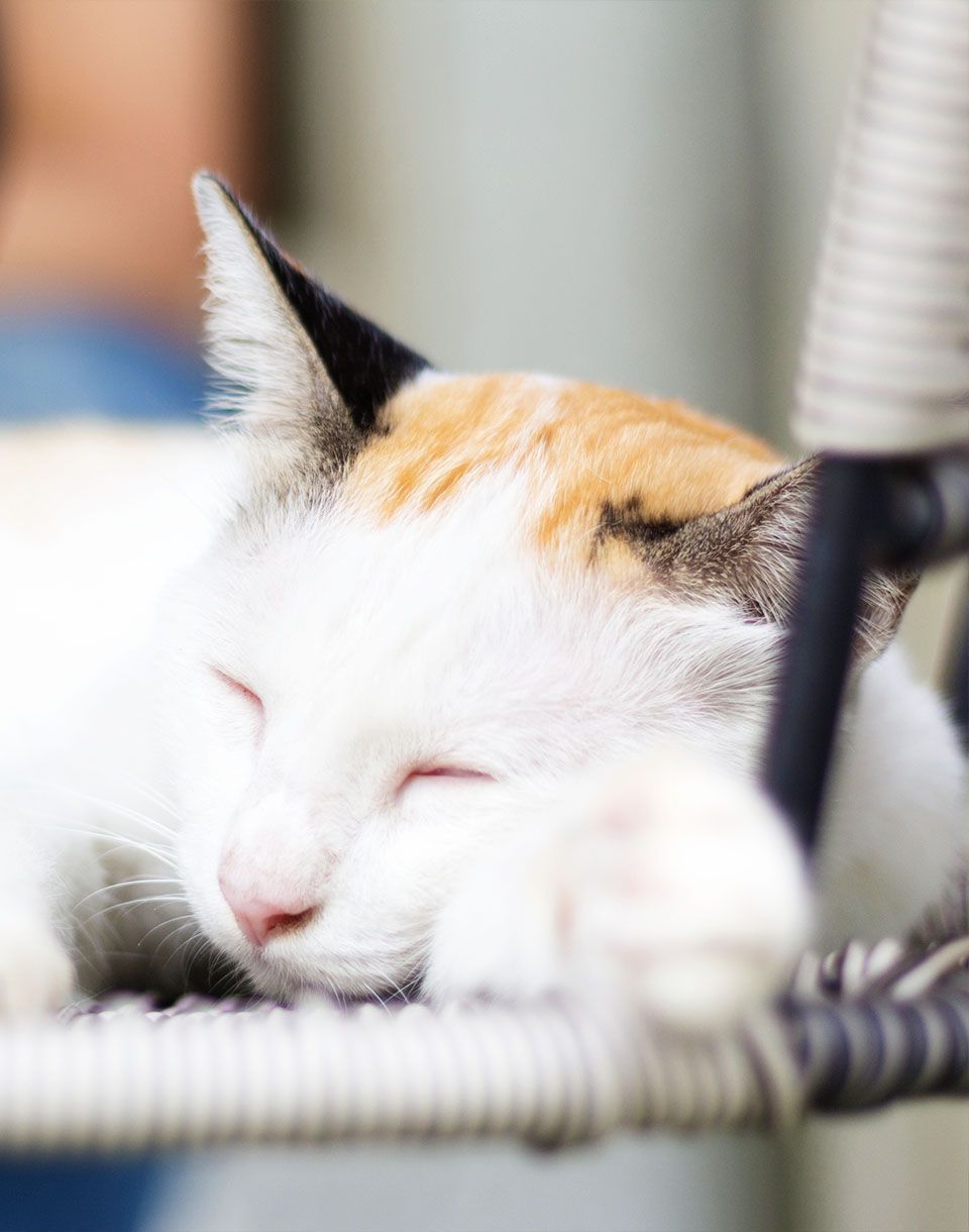 white cat laying down