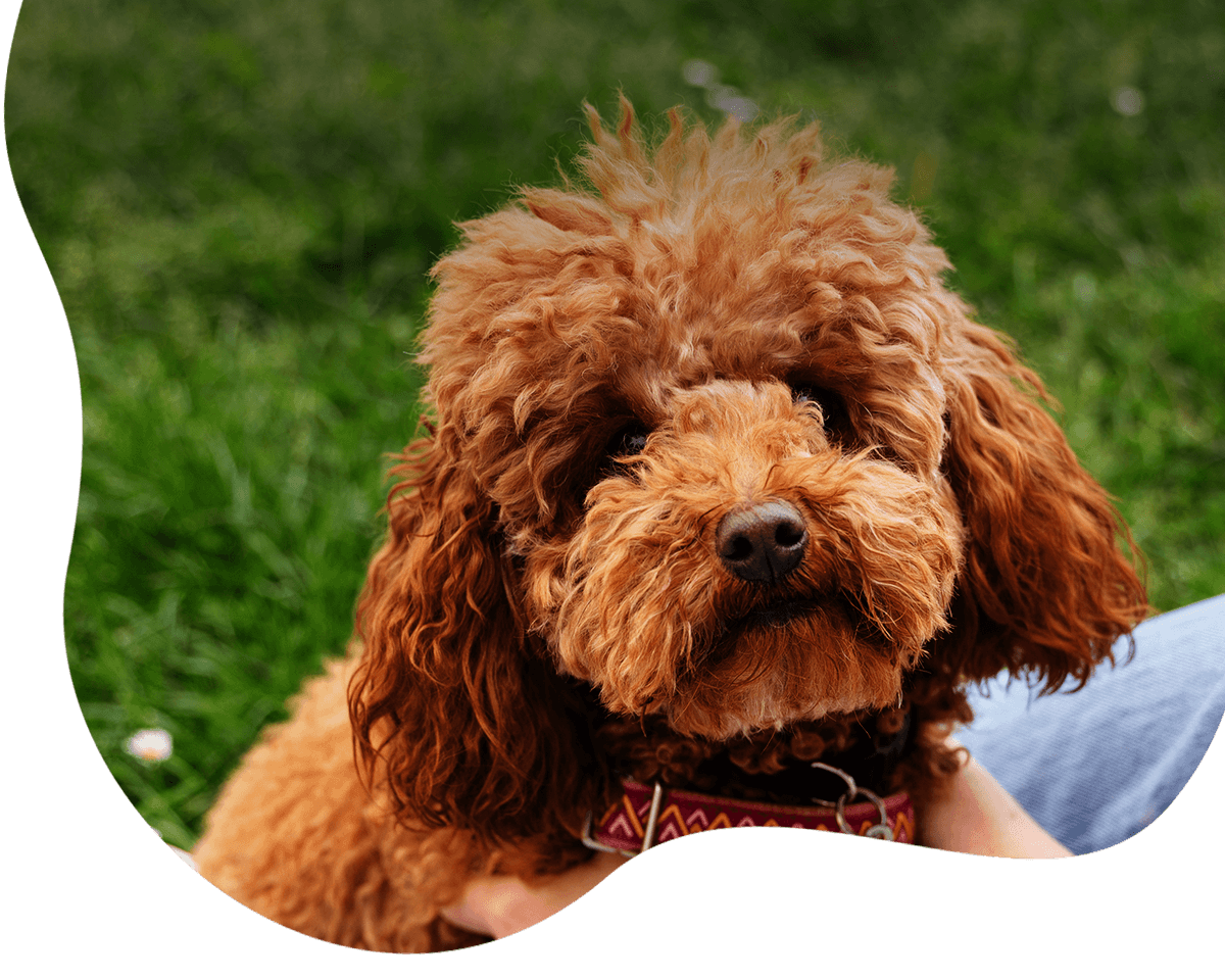 adorable dog at park nature