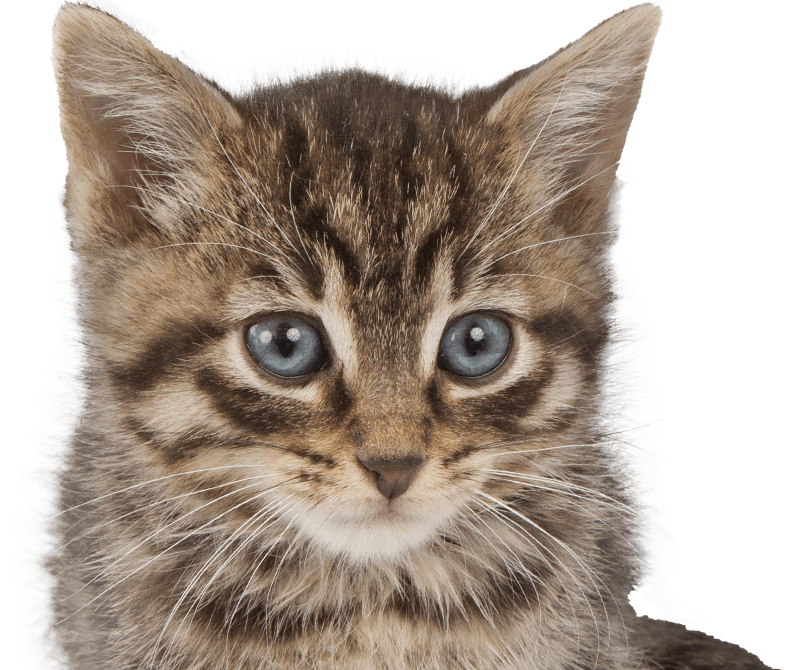 cute striped six week old kitten