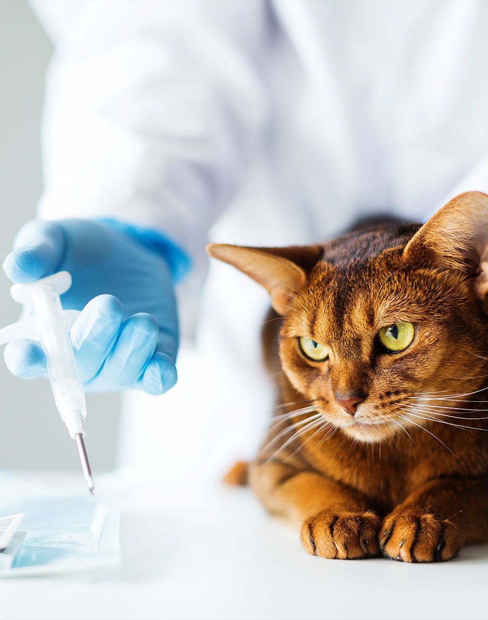 cat getting microchipped