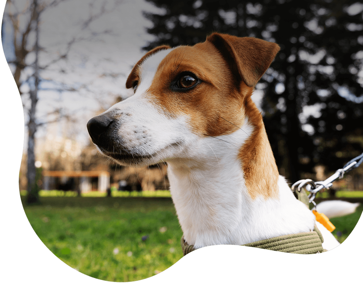 cute dog looking to the left at the park