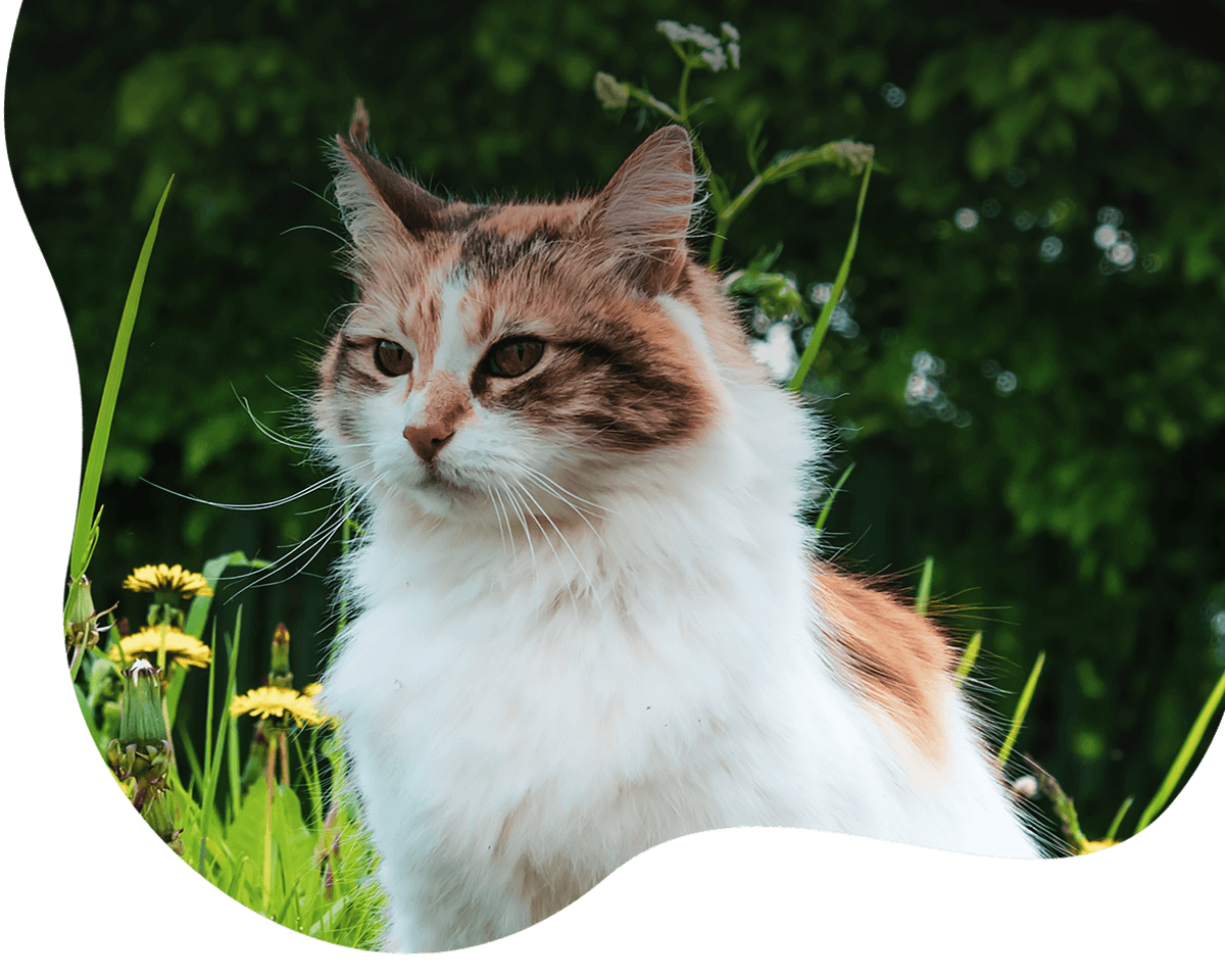 calico cat sitting on grass