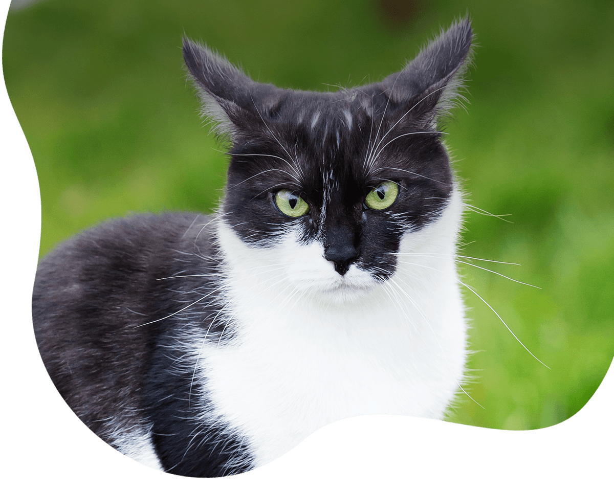 black white cat at park