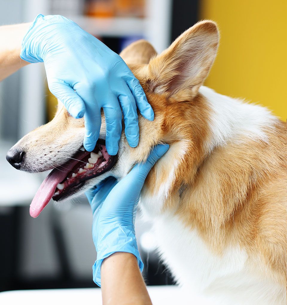 veterinarian checking dogs teeth