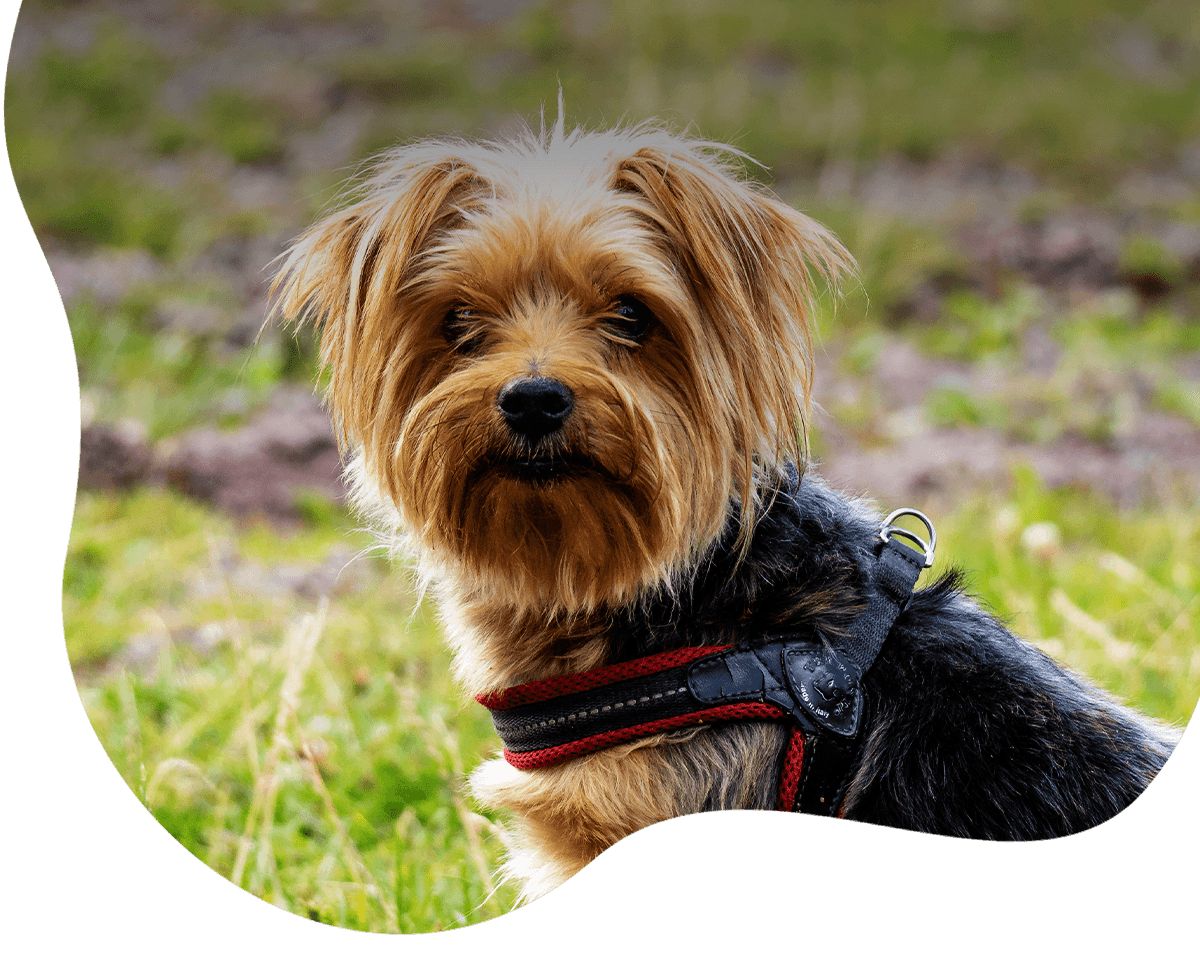 cute yorkshire terrier field covered greenery sunlight