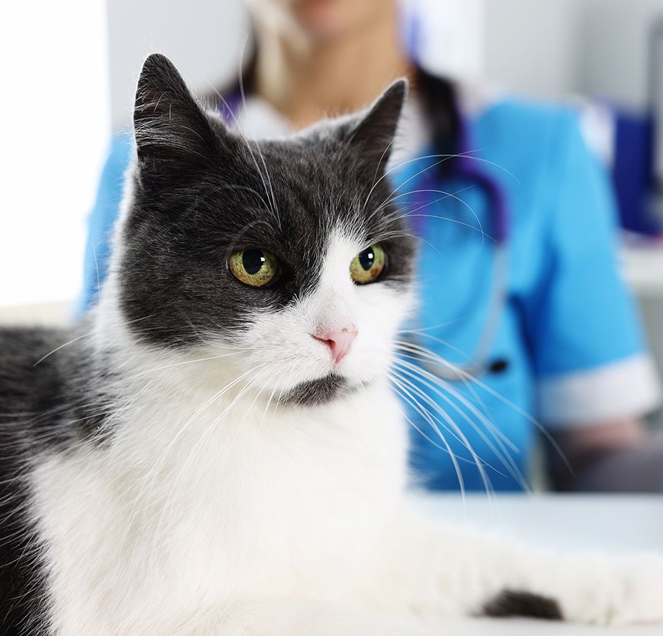 beautiful gray white cat veterinarian clinic