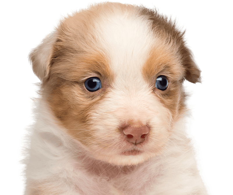 cute Australian shepherd puppy