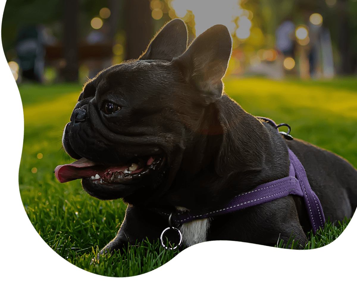 purebreed french bulldog at park