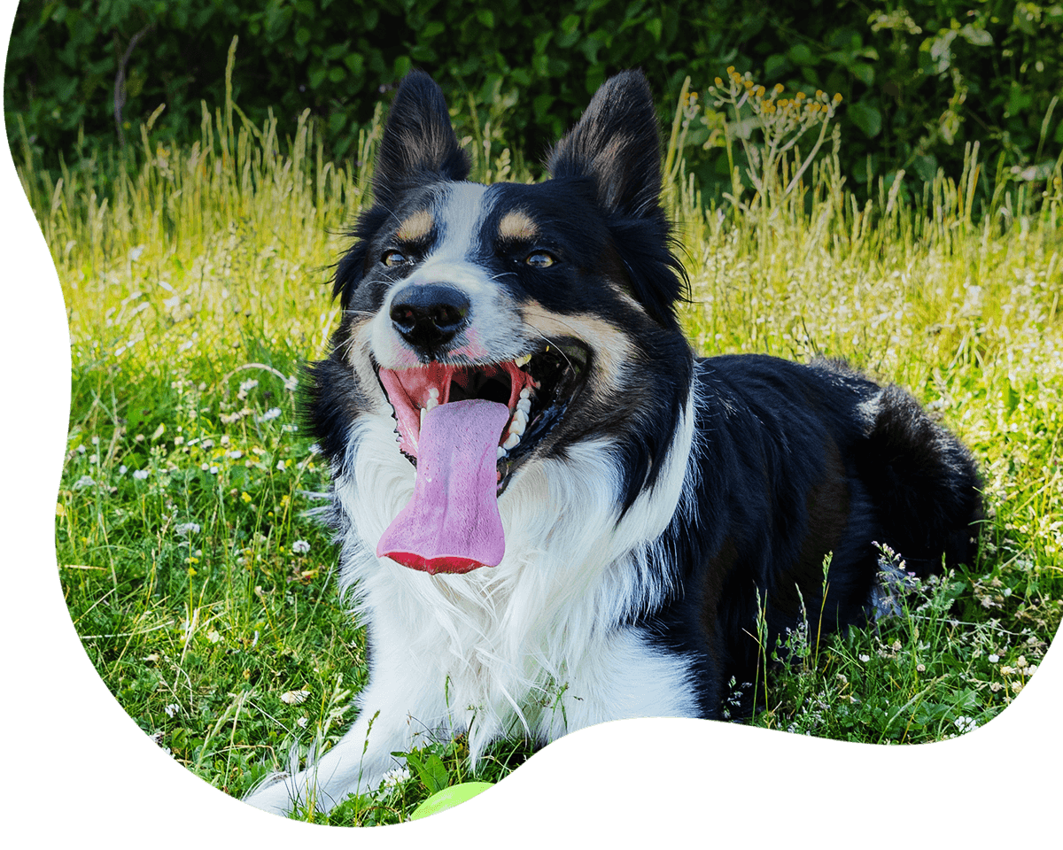 adorable dog opening mouth