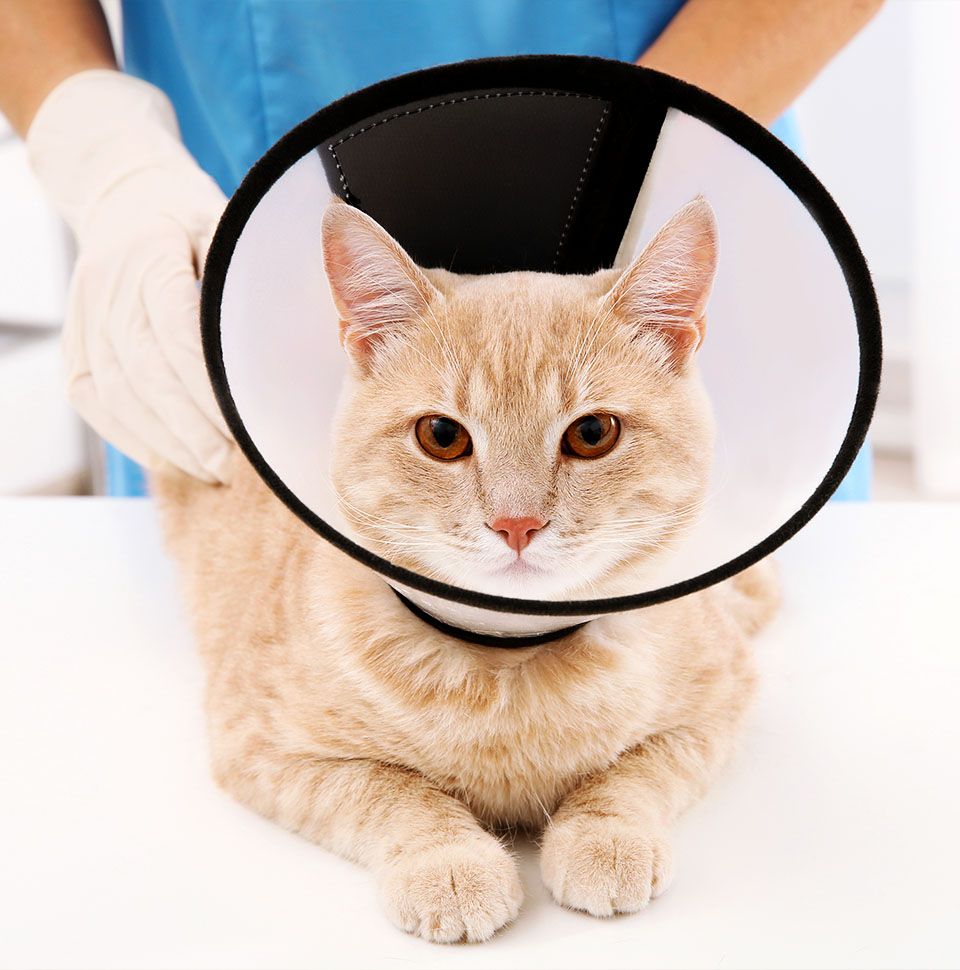 cat with cone after surgery