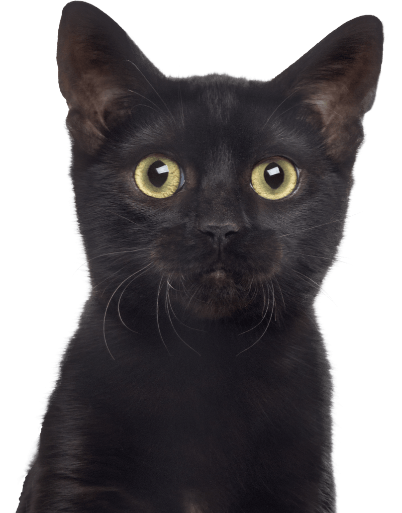 black curious kitten looking at the camera