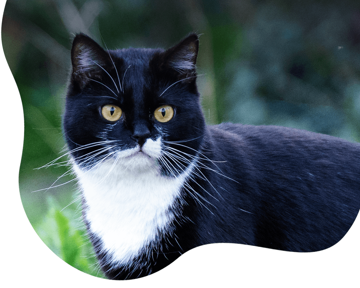 close up shot black cat grass