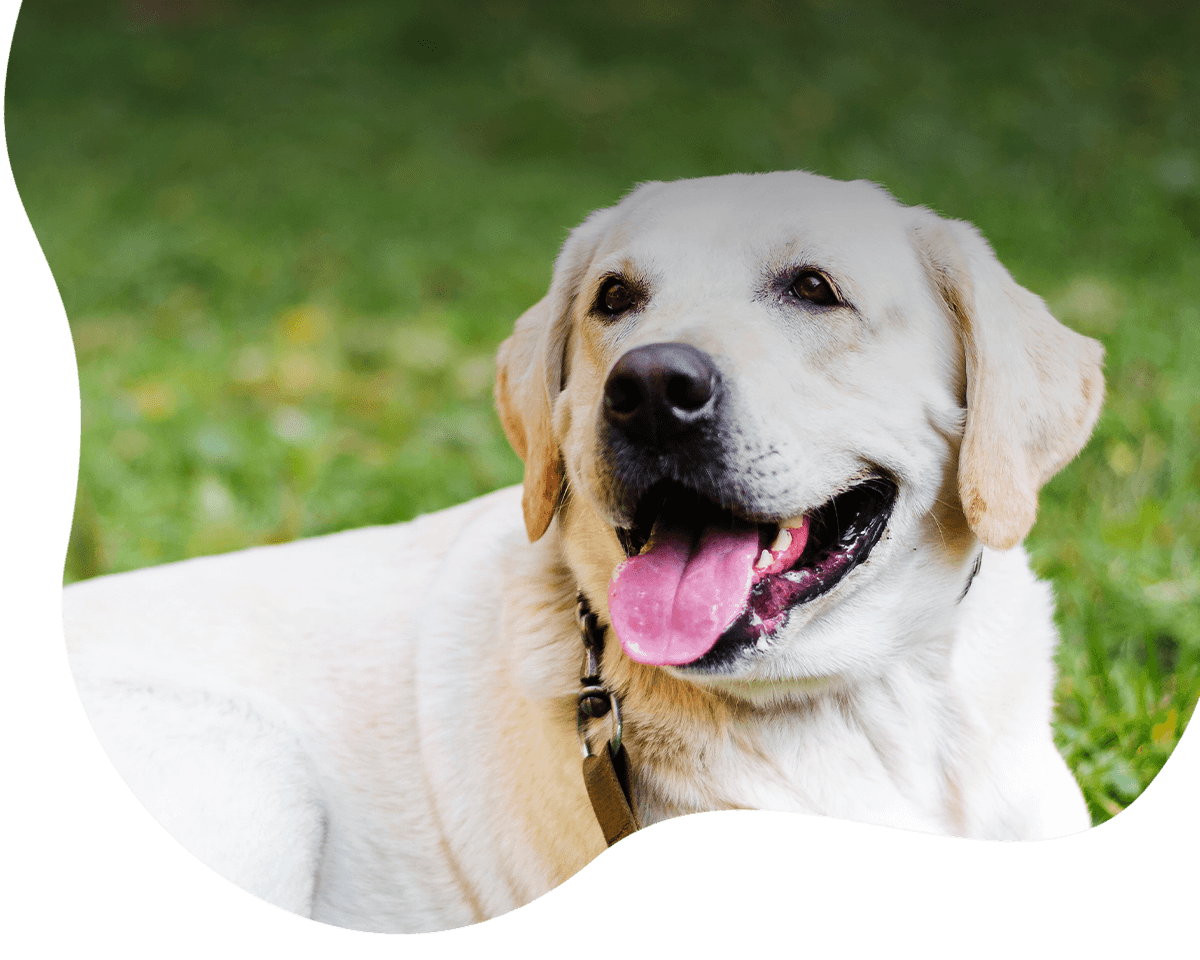 labrador dog at park